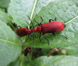 Red beetles